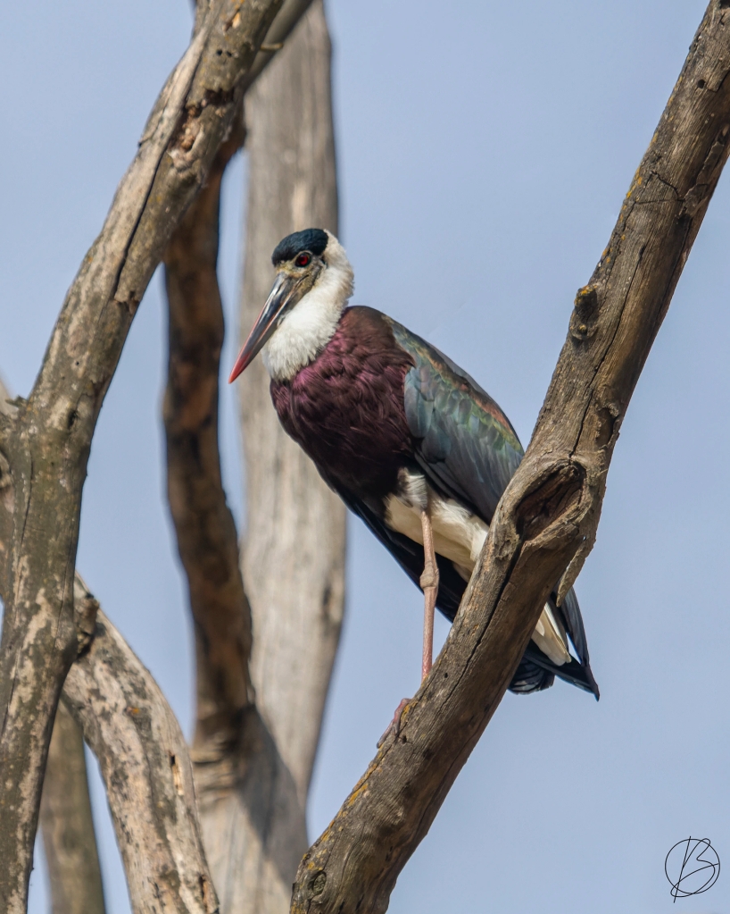 Wooly-Necked Stork